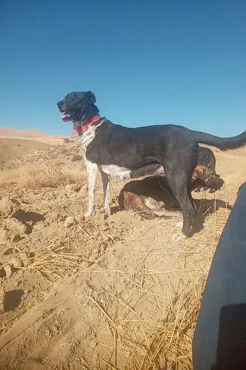 سگ نژاد دار|سگ|گهواره, |دیوار