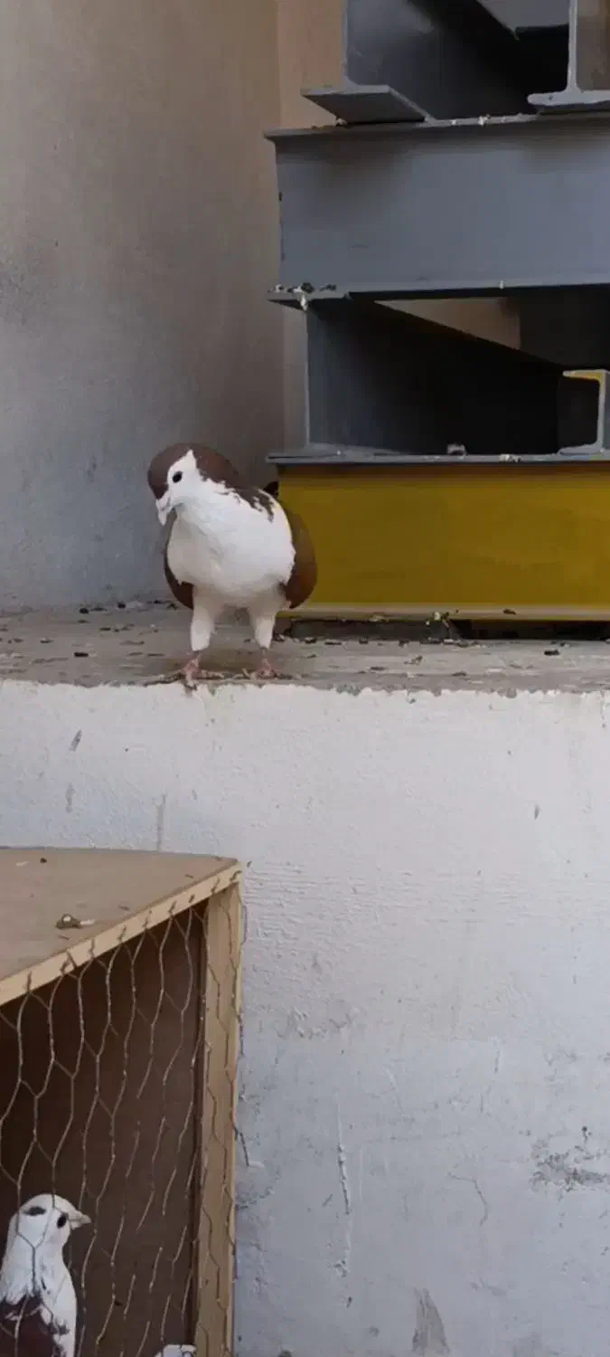 ساده کلاق سرخ نر|پرنده|گنبد کاووس, |دیوار