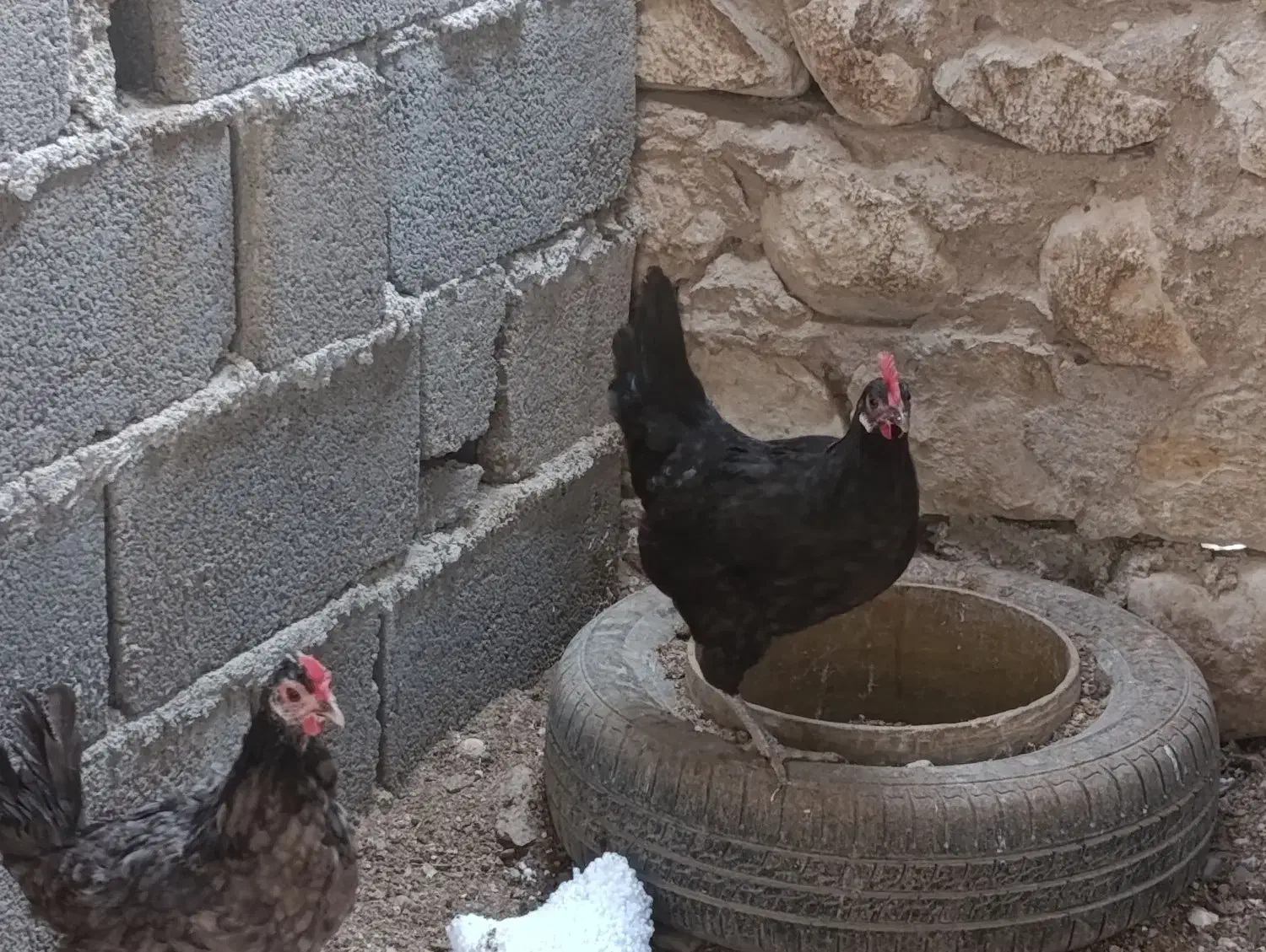 فروش مرغ بندر دیر|حیوانات مزرعه|بندر دیر, |دیوار