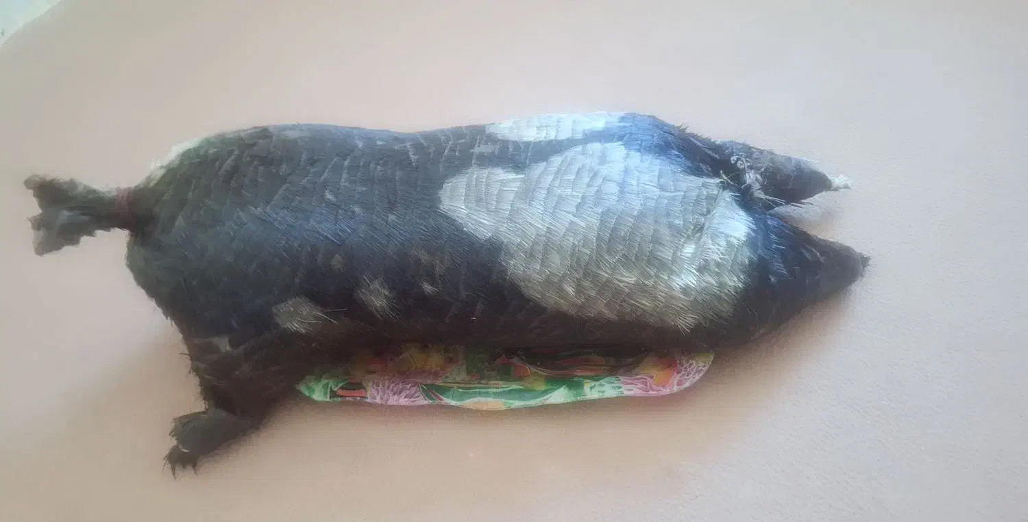 خیگ روغنی|ظروف نگهدارنده، پلاستیکی، یکبارمصرف|ایذه, |دیوار