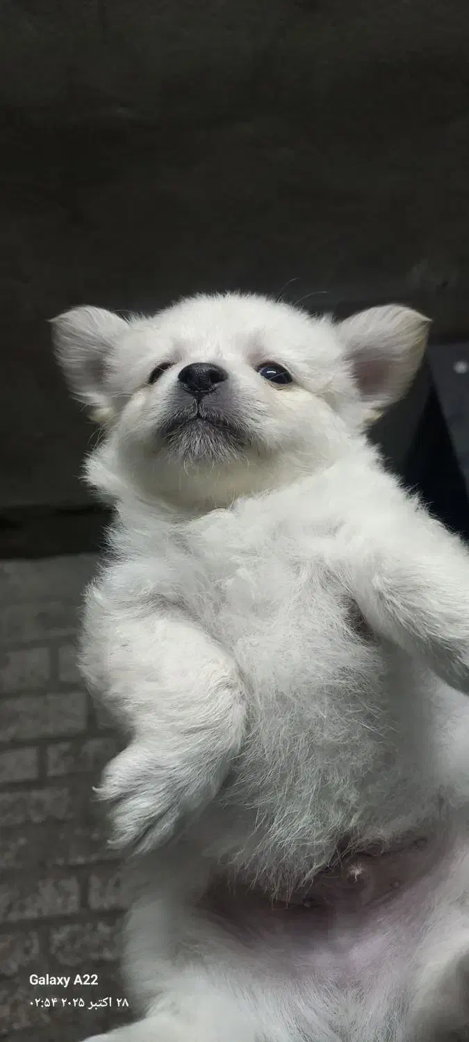 توله پامر سایز ریز خالص|سگ|مشهد, کوی المهدی|دیوار