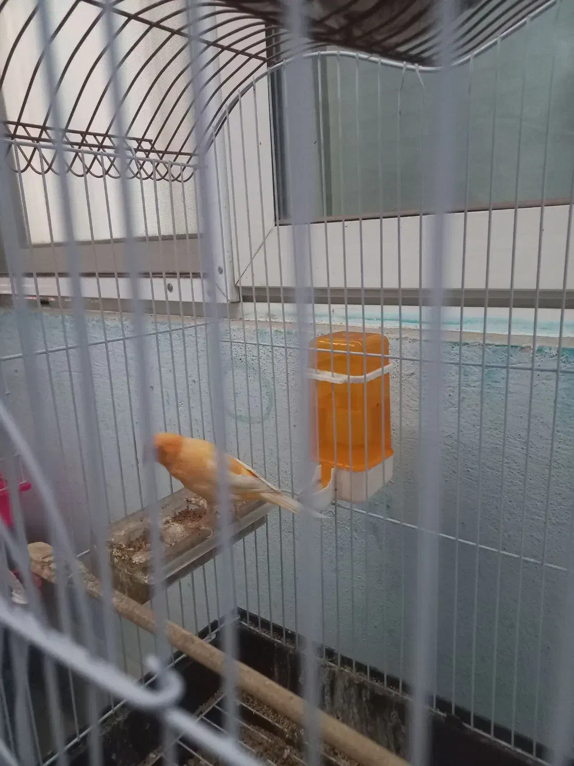 قناری نر بخون|پرنده|سیرجان, |دیوار