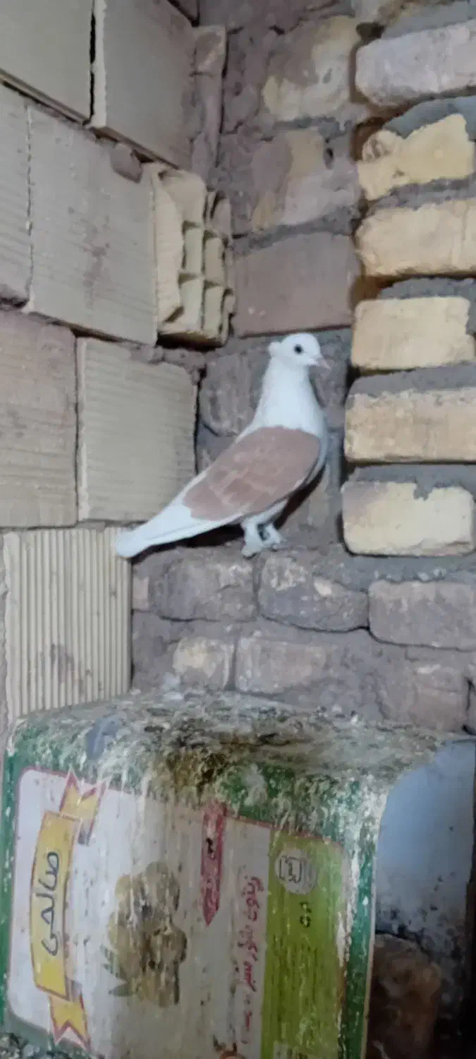 زرد|پرنده|اشکذر, |دیوار