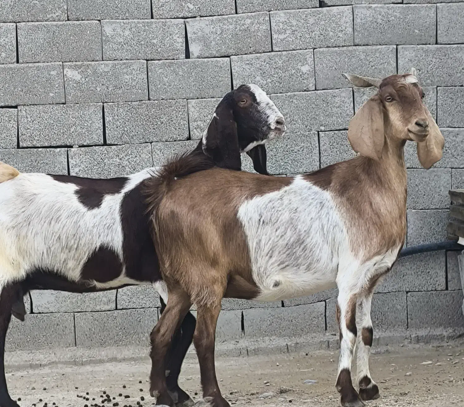 3عدد بز پاکستانی|حیوانات مزرعه|چغادک, |دیوار