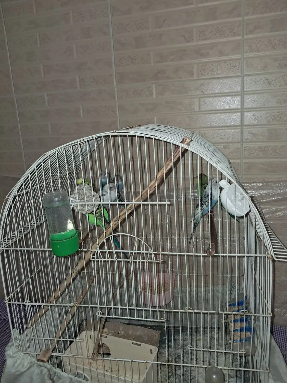 جفت مولد مرغ عشق و چهار جوجه به همراه قفس و وسایل|پرنده|هشتگرد, اردهه|دیوار