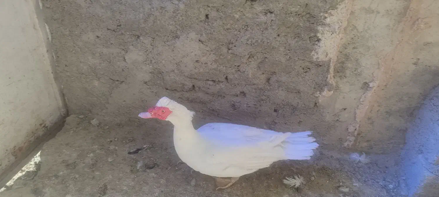 اردک|حیوانات مزرعه|کرج, شهرک امیر المومنین|دیوار