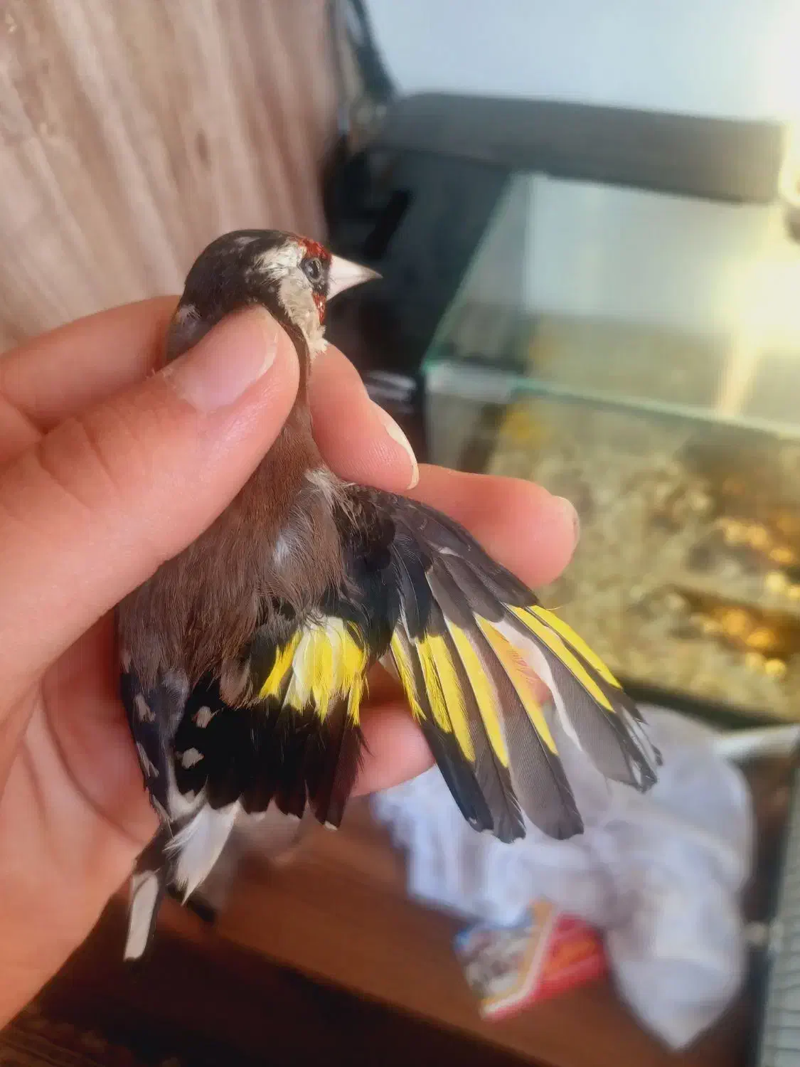 سهره فوری|پرنده|ساوه, |دیوار