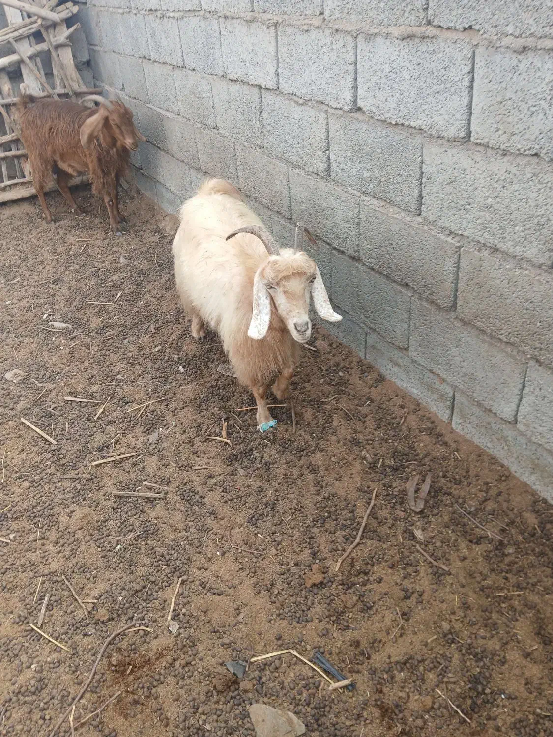 گوسفند فروشی شهرستان فاریاب|حیوانات مزرعه|کهنوج, |دیوار