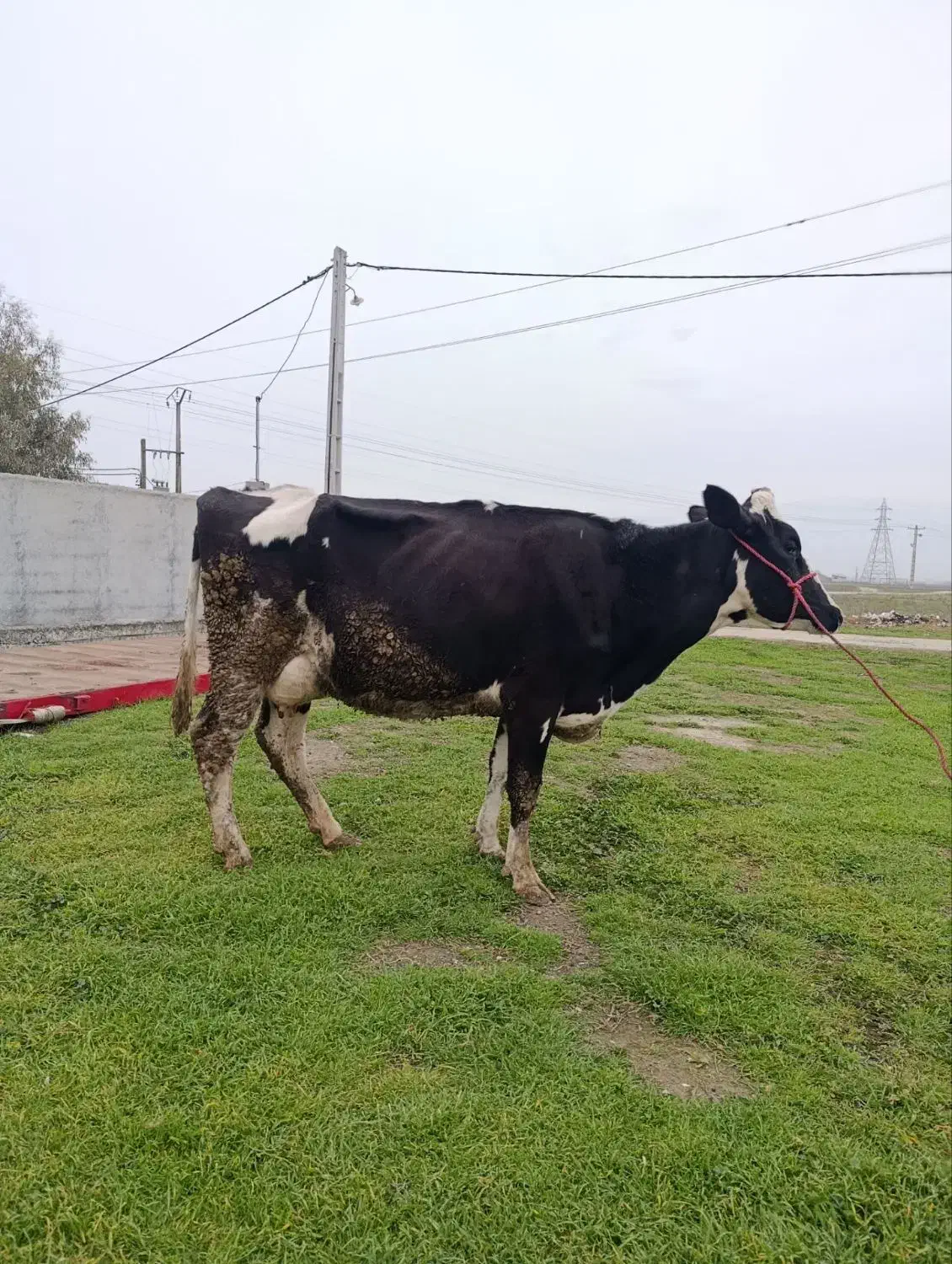 گاو شیری صنعتی|حیوانات مزرعه|آق قلا, |دیوار