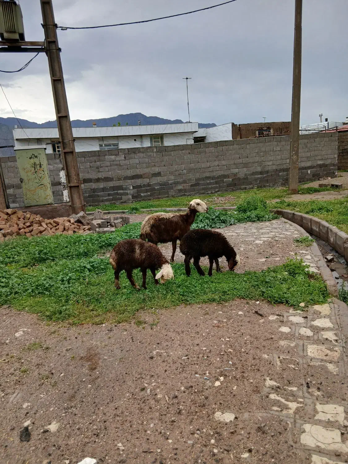 میش|حیوانات مزرعه|خرم‌آباد, |دیوار