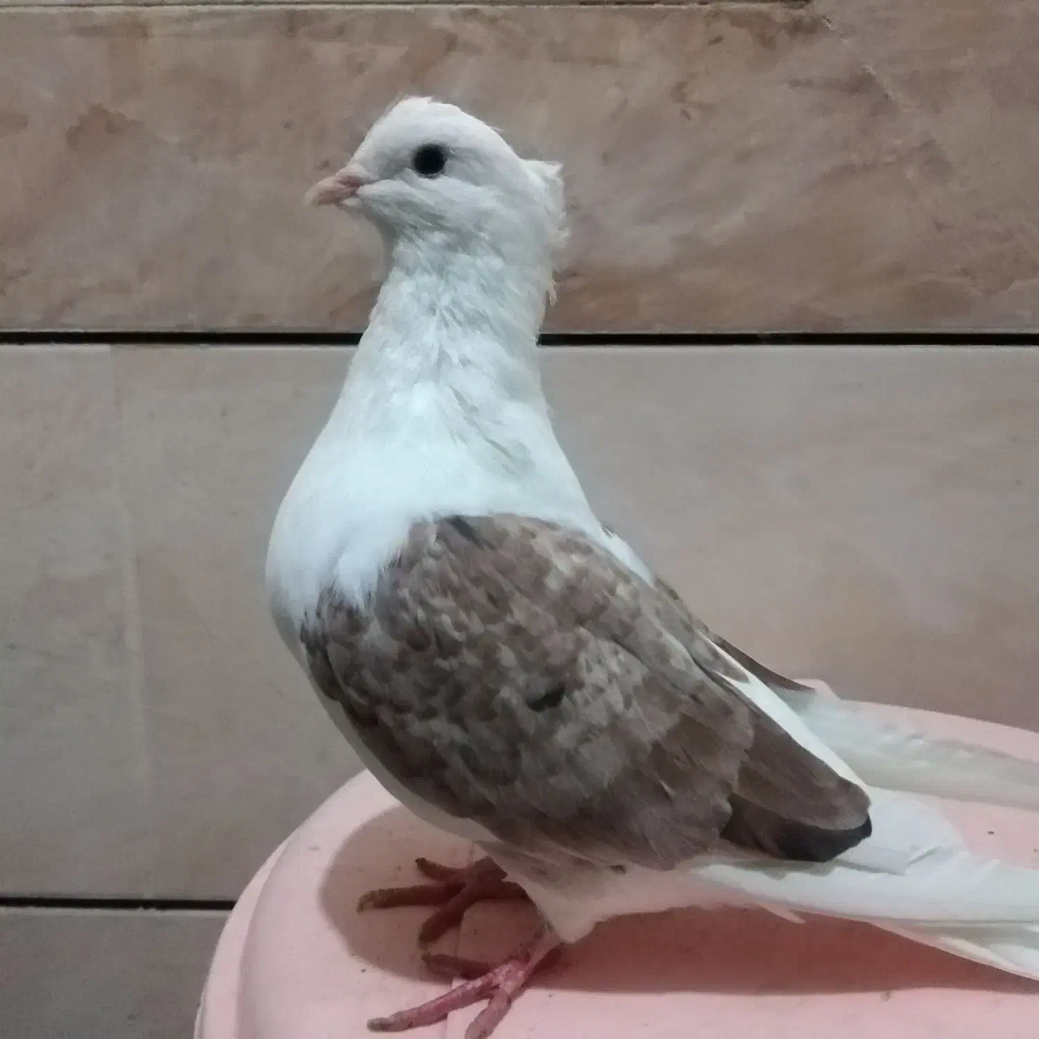 خوشونه|پرنده|الشتر, |دیوار