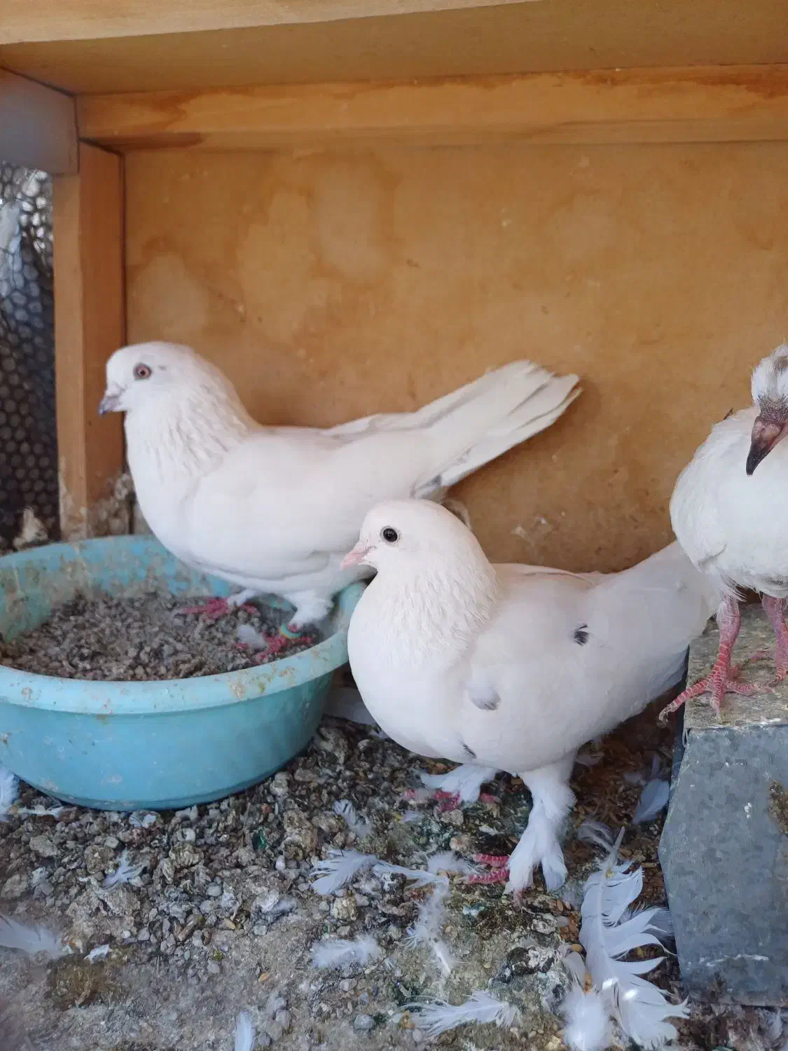 کبوتر پرشی|پرنده|چهاردانگه (تهران), |دیوار