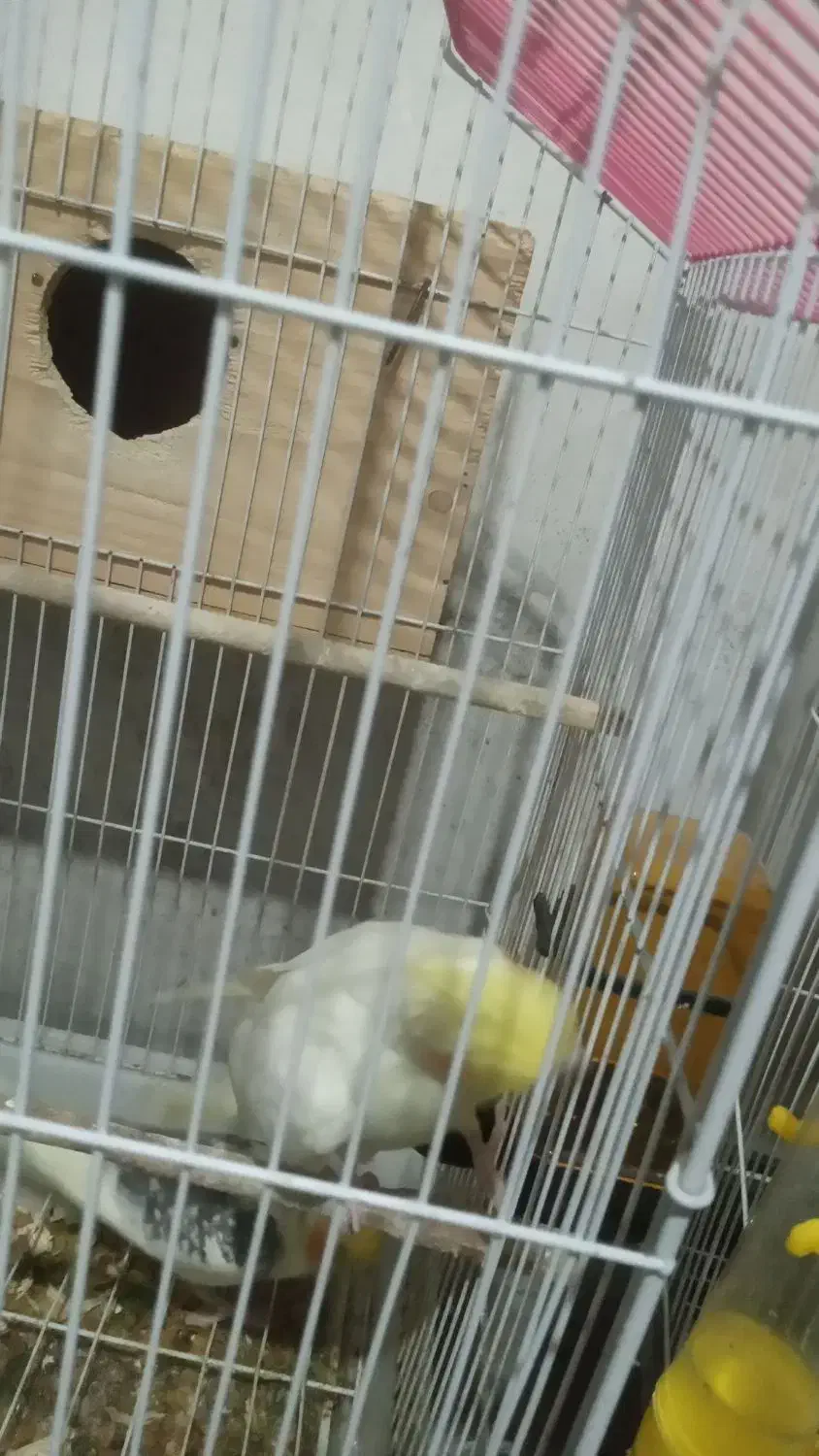 پرندهعروسهلندیمولدباجوجه|پرنده|تنکابن, |دیوار