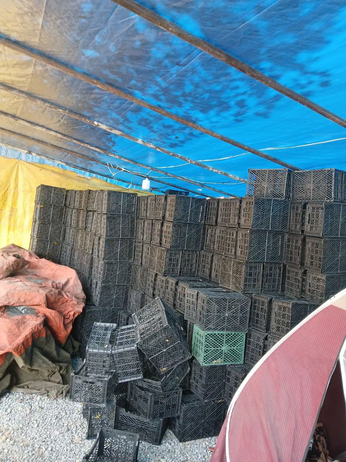 فروش سبد|ظروف نگهدارنده، پلاستیکی، یک‌بارمصرف|شهرضا, |دیوار