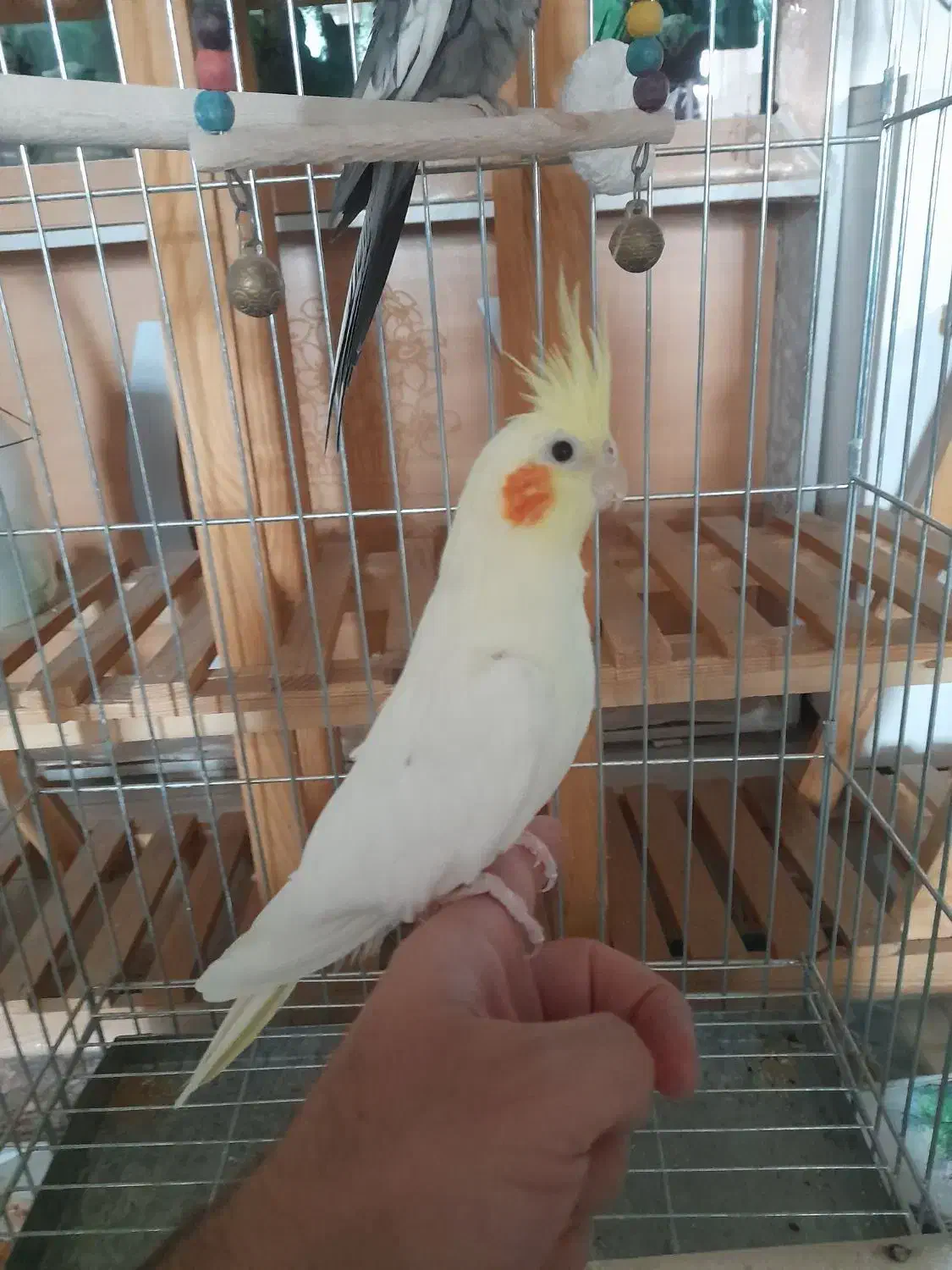 عروس هلندی|پرنده|حبیب آباد, |دیوار