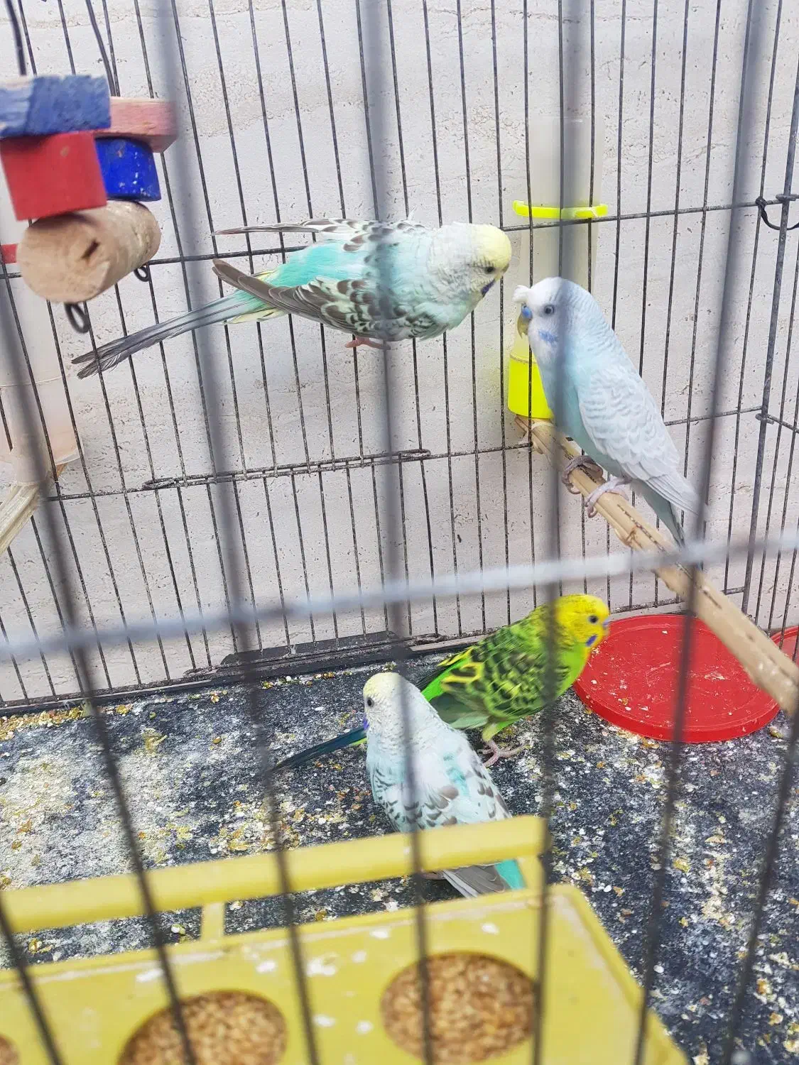 مرغ عشق های نر خوشرنگ|پرنده|بوشهر, |دیوار