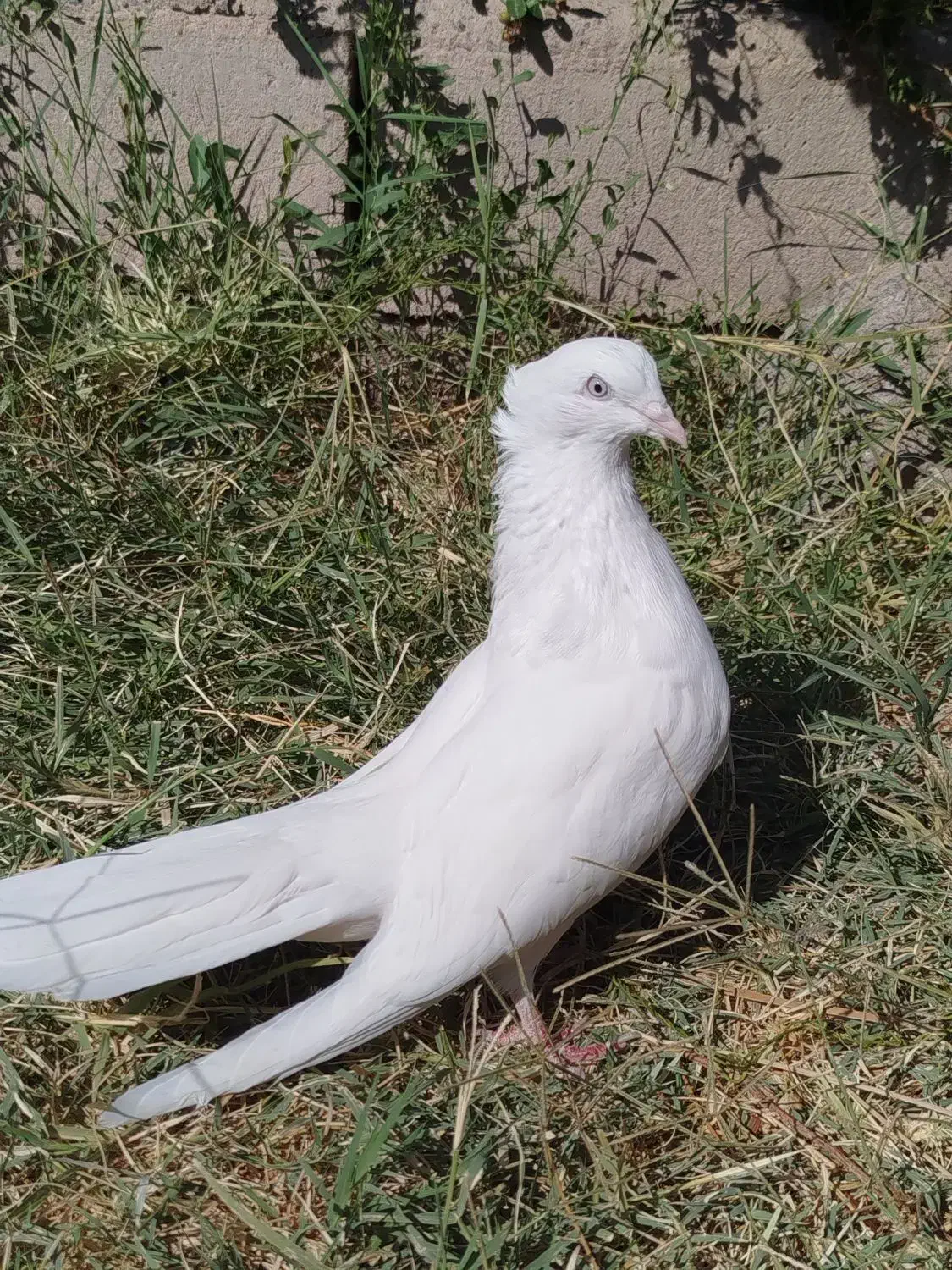 تعدادی پرنده تضمینی|پرنده|نرماشیر, |دیوار