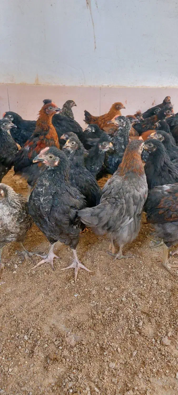 جوجه ۲ماهه محلی فیروزاباد|حیوانات مزرعه|فیروزآباد (فارس), |دیوار