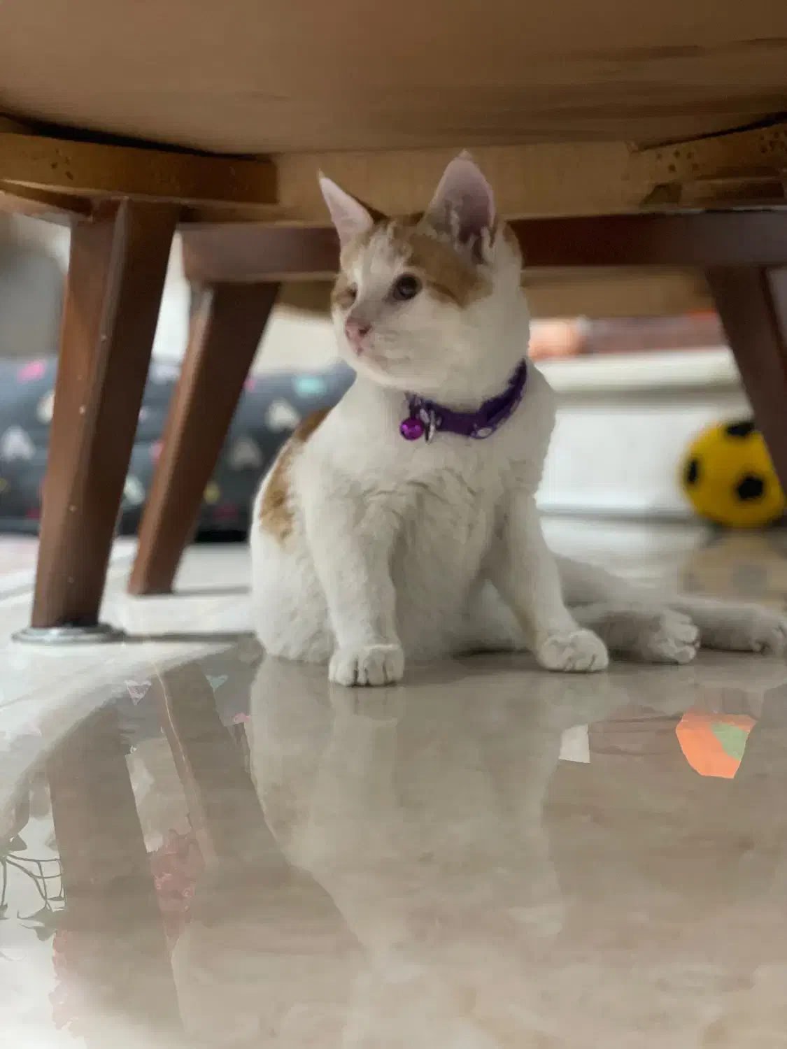 واگذاری رایگان|گربه|تهران, فلسطین (میدان انقلاب)|دیوار