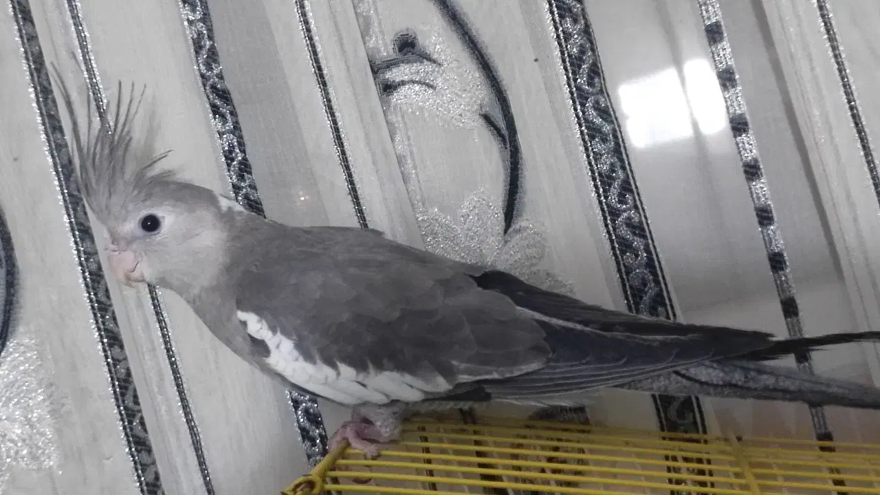 عروس هلندی نر و ماده جفت|پرنده|شیراز, شهرک والفجر|دیوار