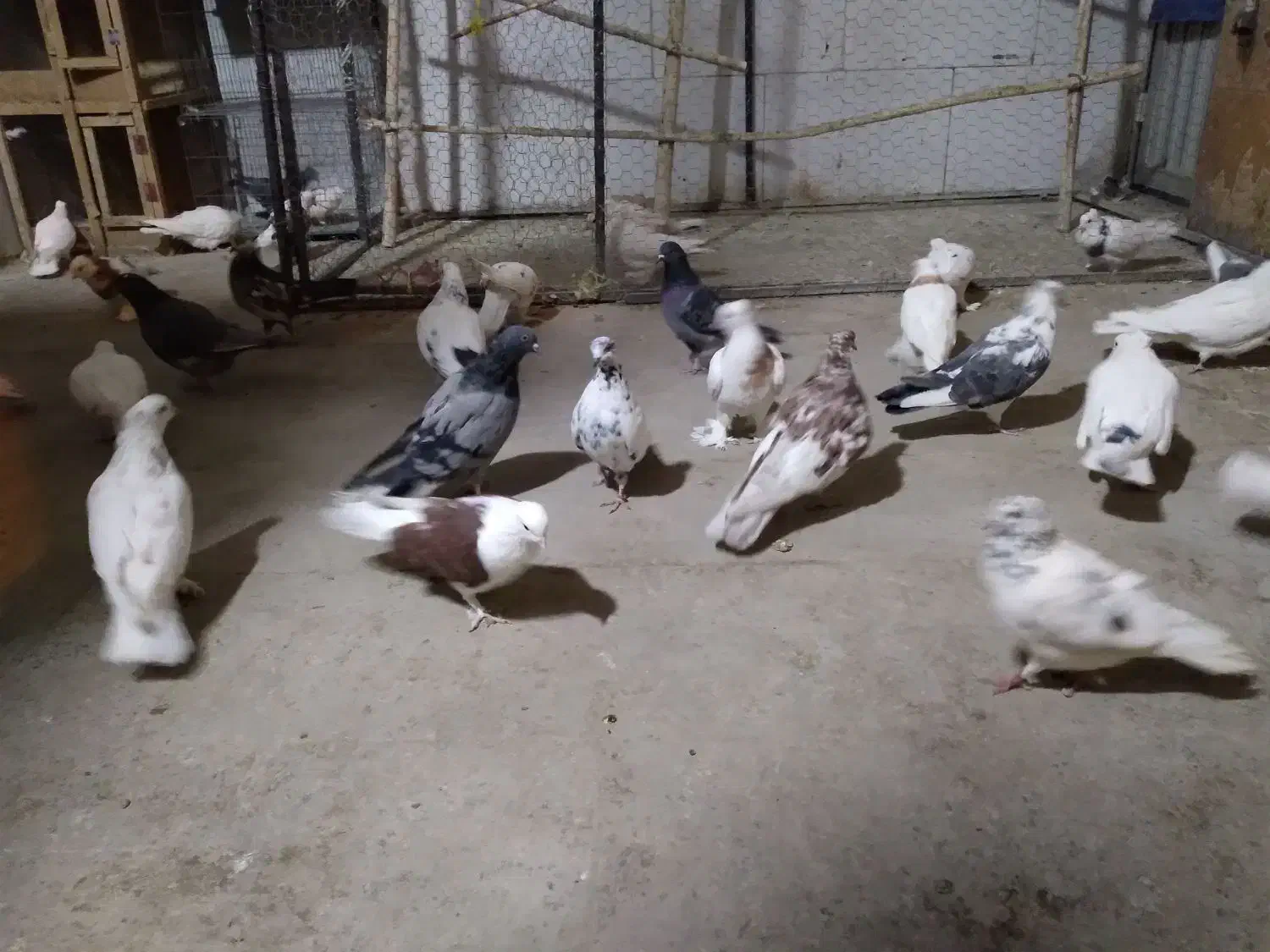 کفتر|پرنده|داران, |دیوار