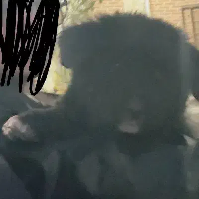 سگ گمشده|حیوانات|ورامین, ورامین|دیوار