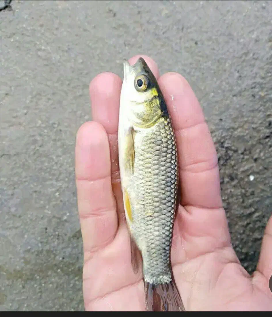 انواع بچه ماهی گرمابی|ماهی|آمل, |دیوار