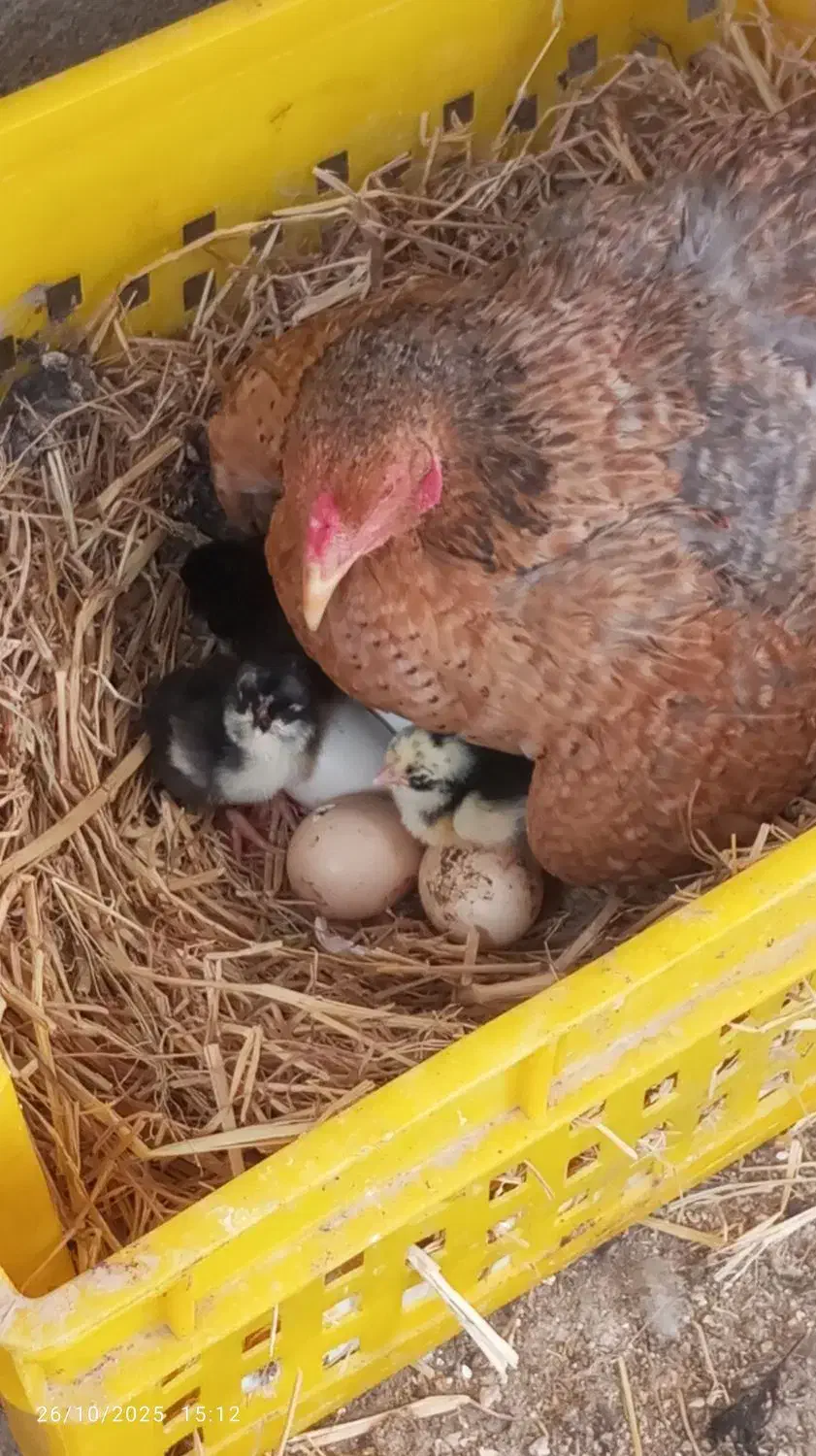 تخم نطفه دار گلین زیبا و دیدنی|حیوانات مزرعه|کرج, چهارصد دستگاه|دیوار