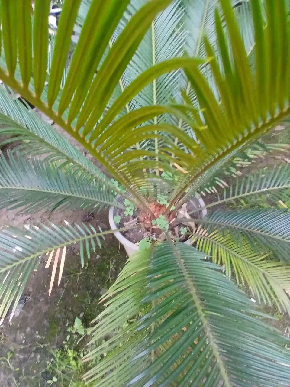 سیکاس وآواکادو|گل و گیاه طبیعی|شیرود, |دیوار