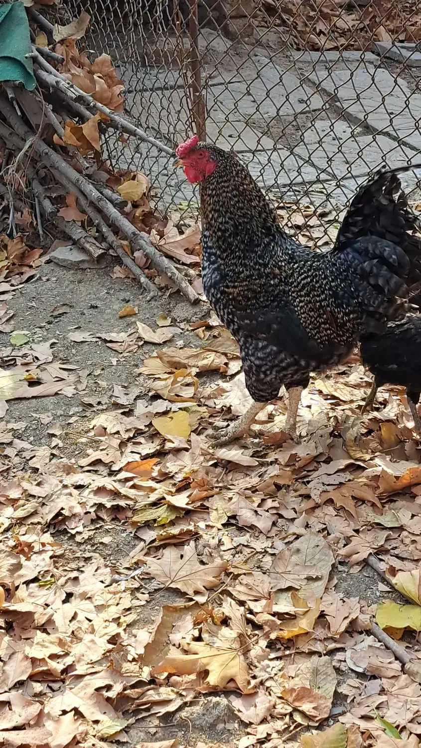 خروس جوان|حیوانات مزرعه|بروجرد, |دیوار