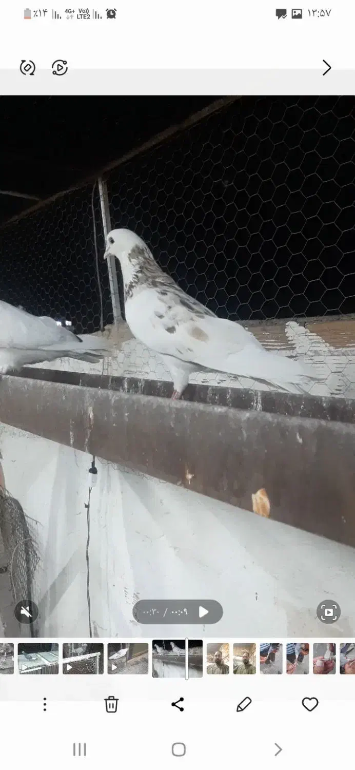 کبوتر گمشده|پرنده|خوی, |دیوار