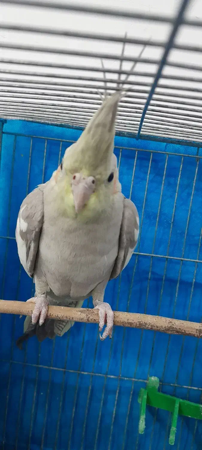 عروس هلندی|پرنده|تربت جام, والفجر|دیوار