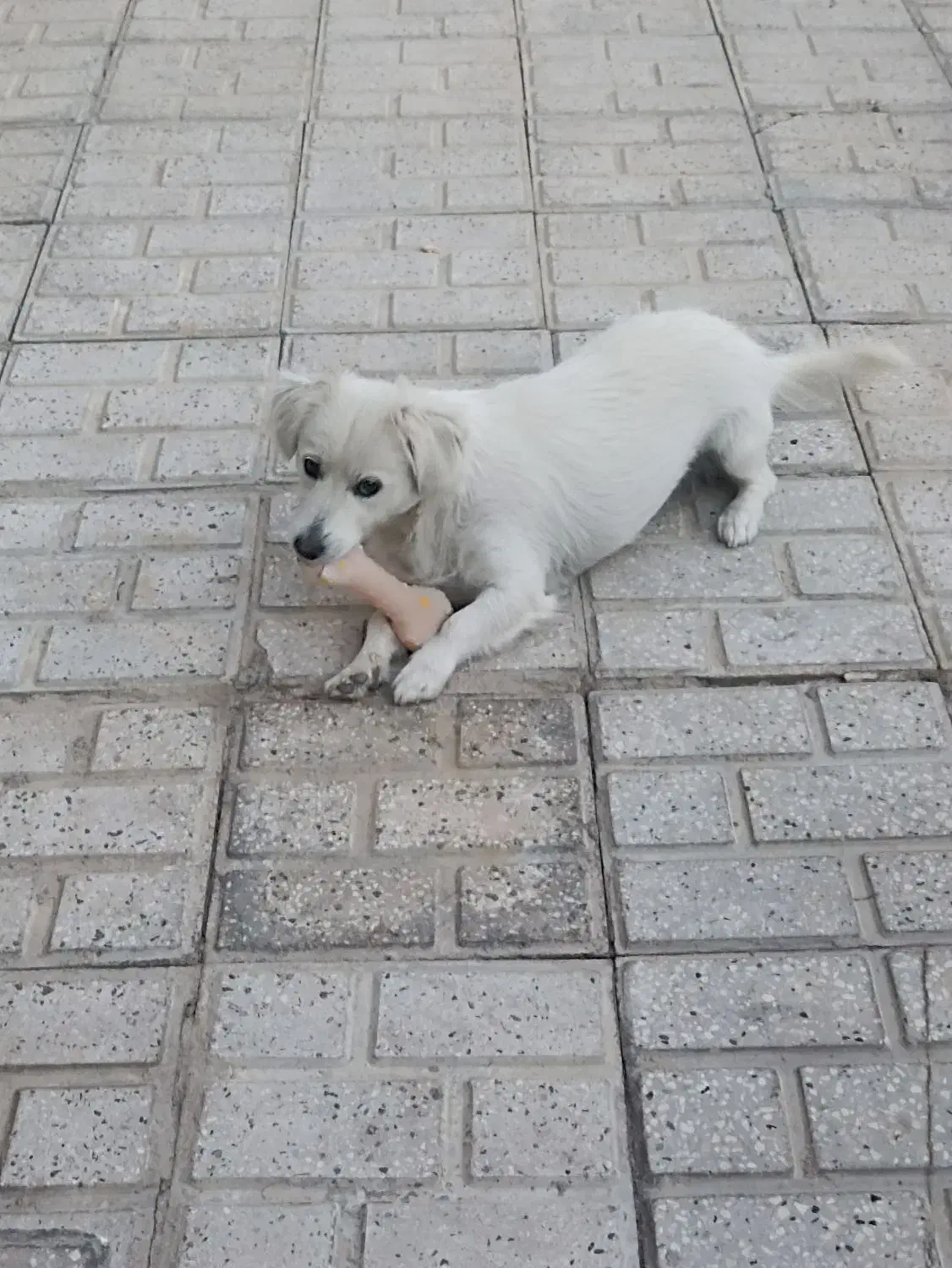 سگ پاکوتاه|سگ|شیروان (خراسان), |دیوار