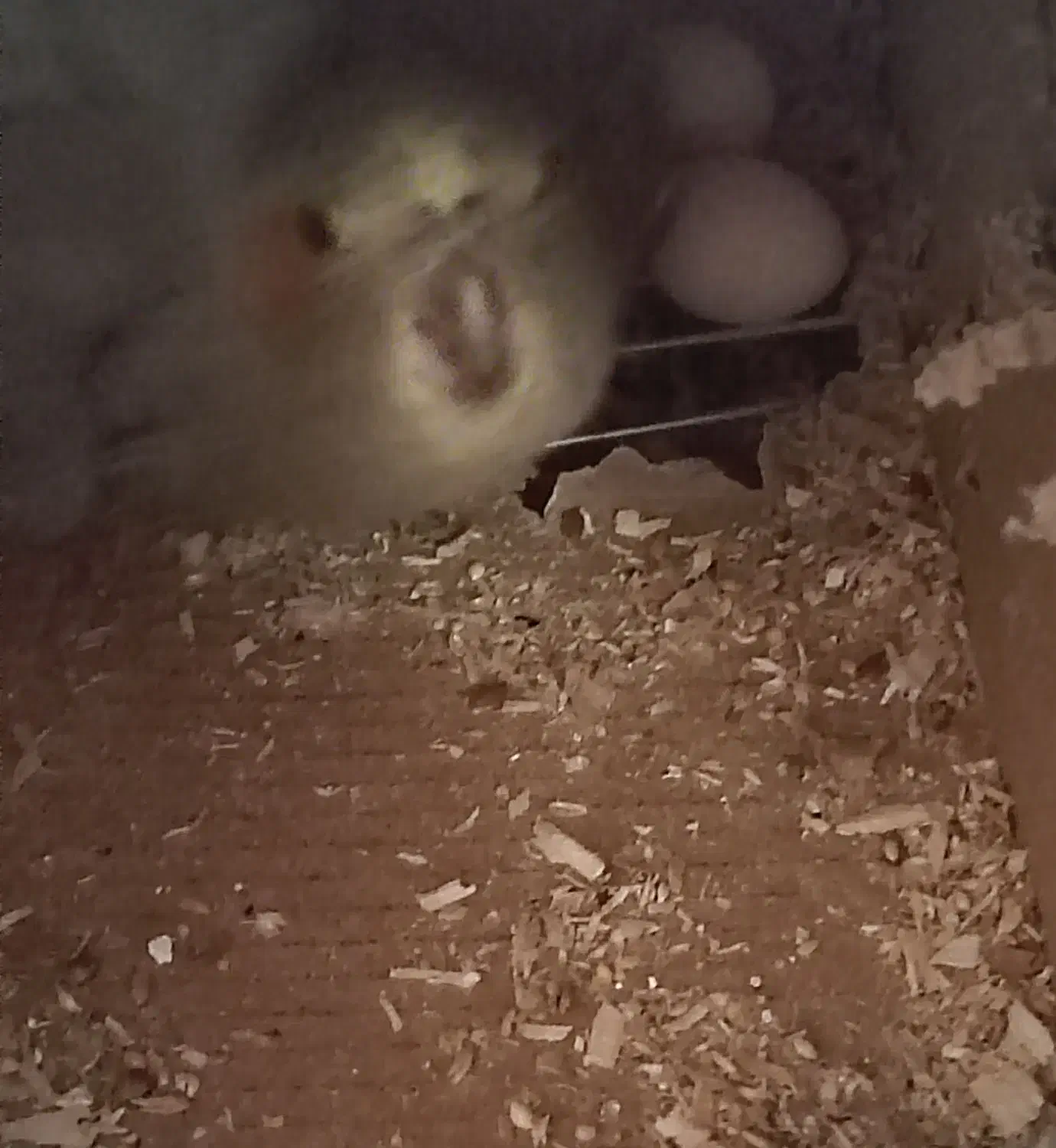 عروس هلندی ماده بالغ|پرنده|شیراز, غدیر شمالی|دیوار