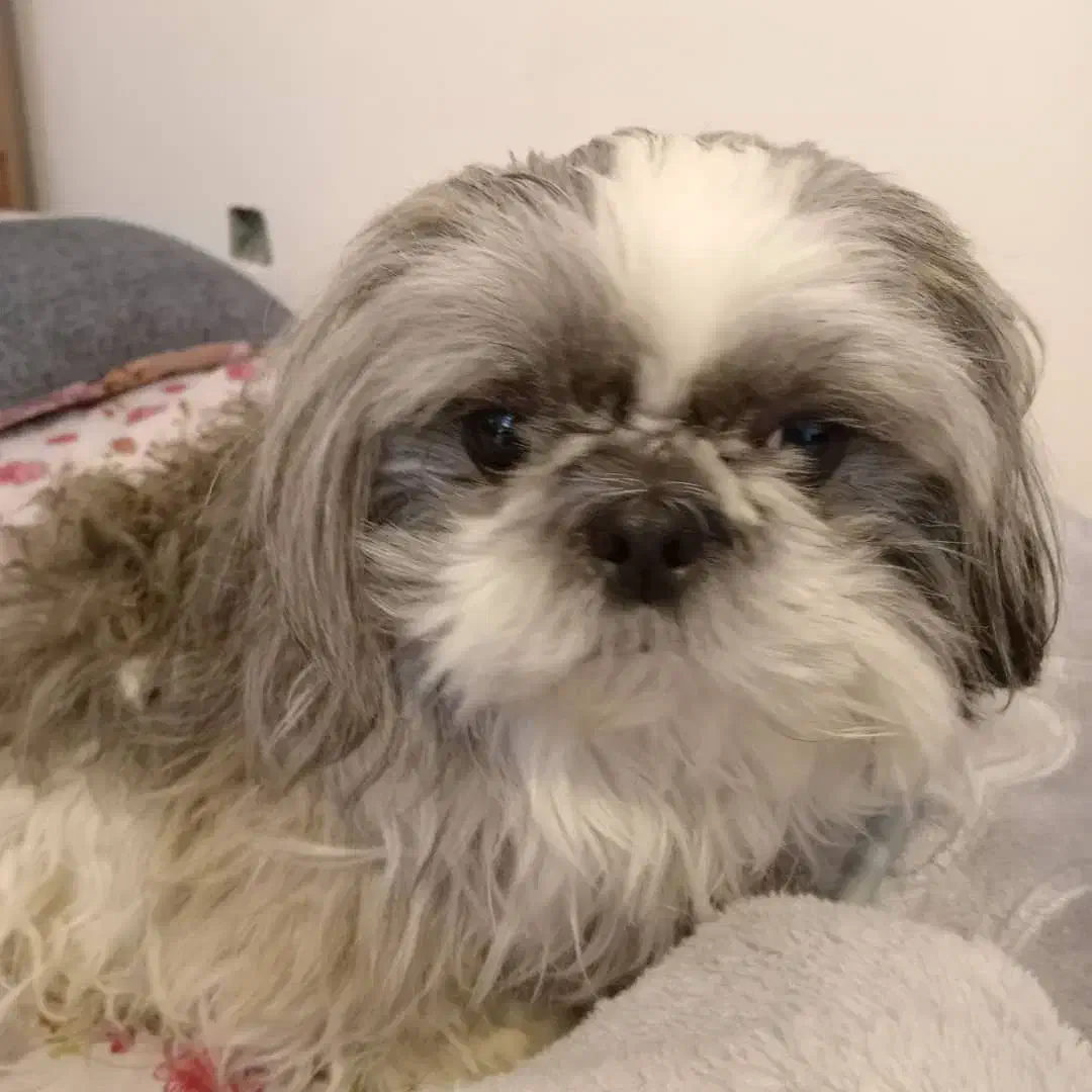 سگ پاکوتا|سگ|تبریز, |دیوار