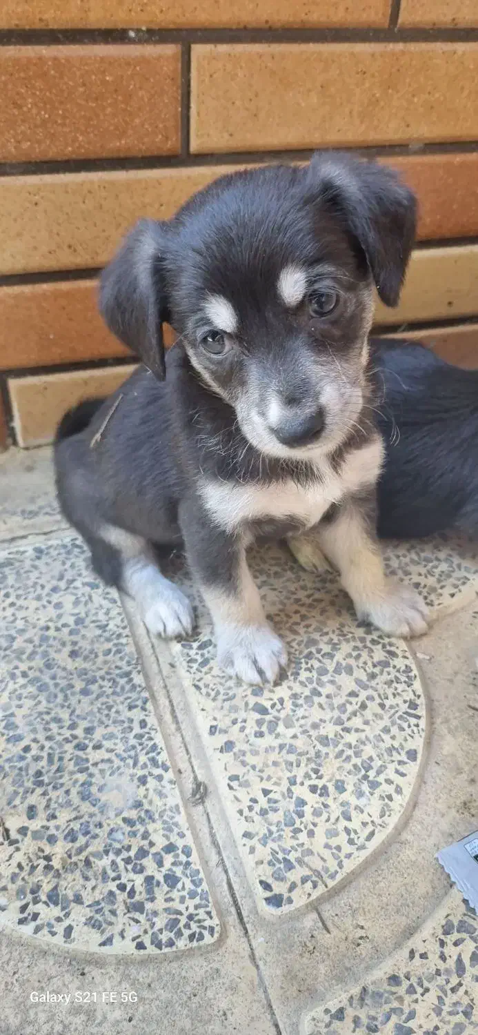 واگذاری رایگان توله دو ماهه ماده و مادر یک ساله|سگ|نوشهر, |دیوار