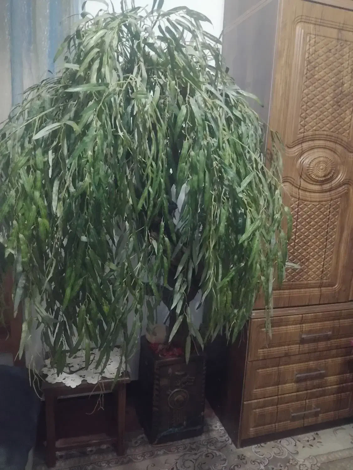 درختچه بید مصنوعی چرم|گل مصنوعی|تهران, مشیریه|دیوار