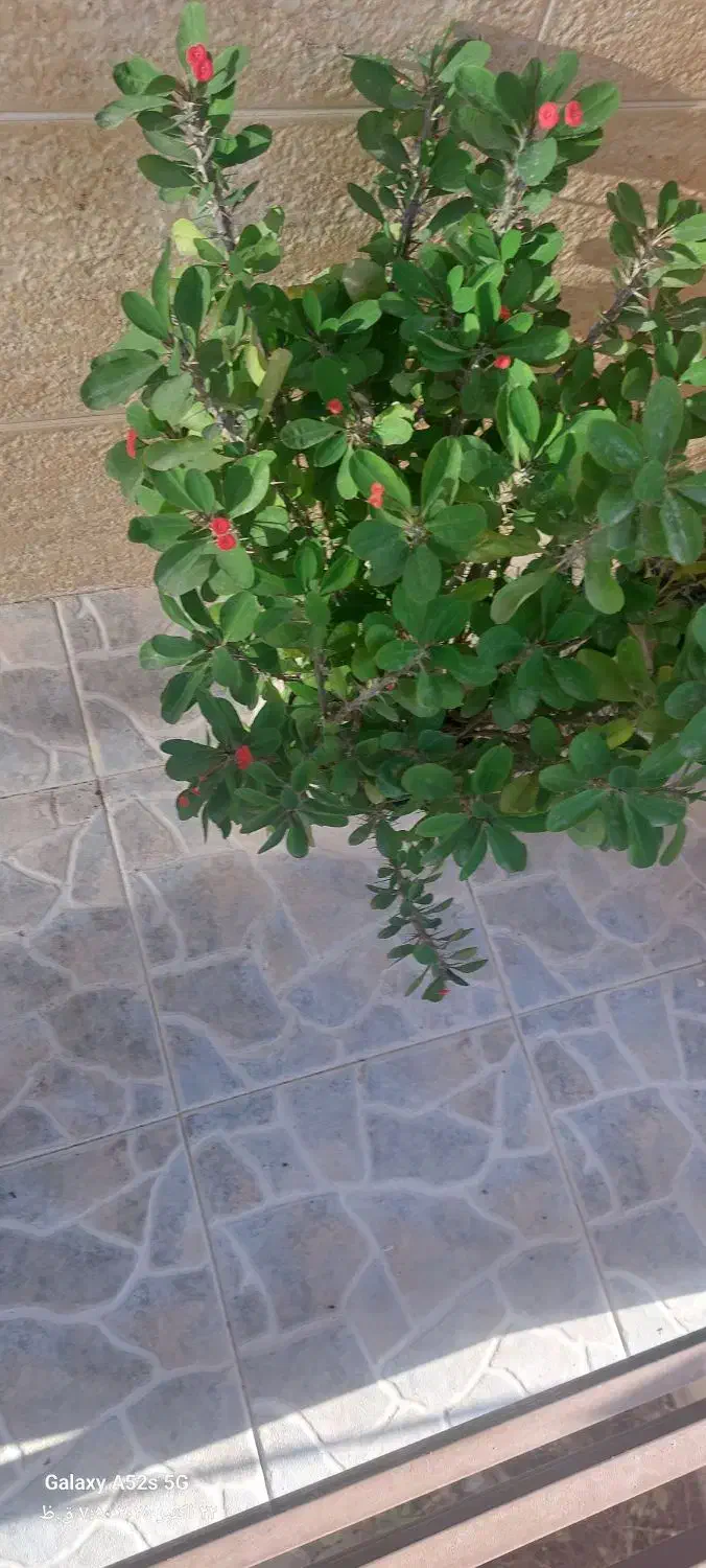 گل زیبا ی مرجان|گل و گیاه طبیعی|سنندج, |دیوار