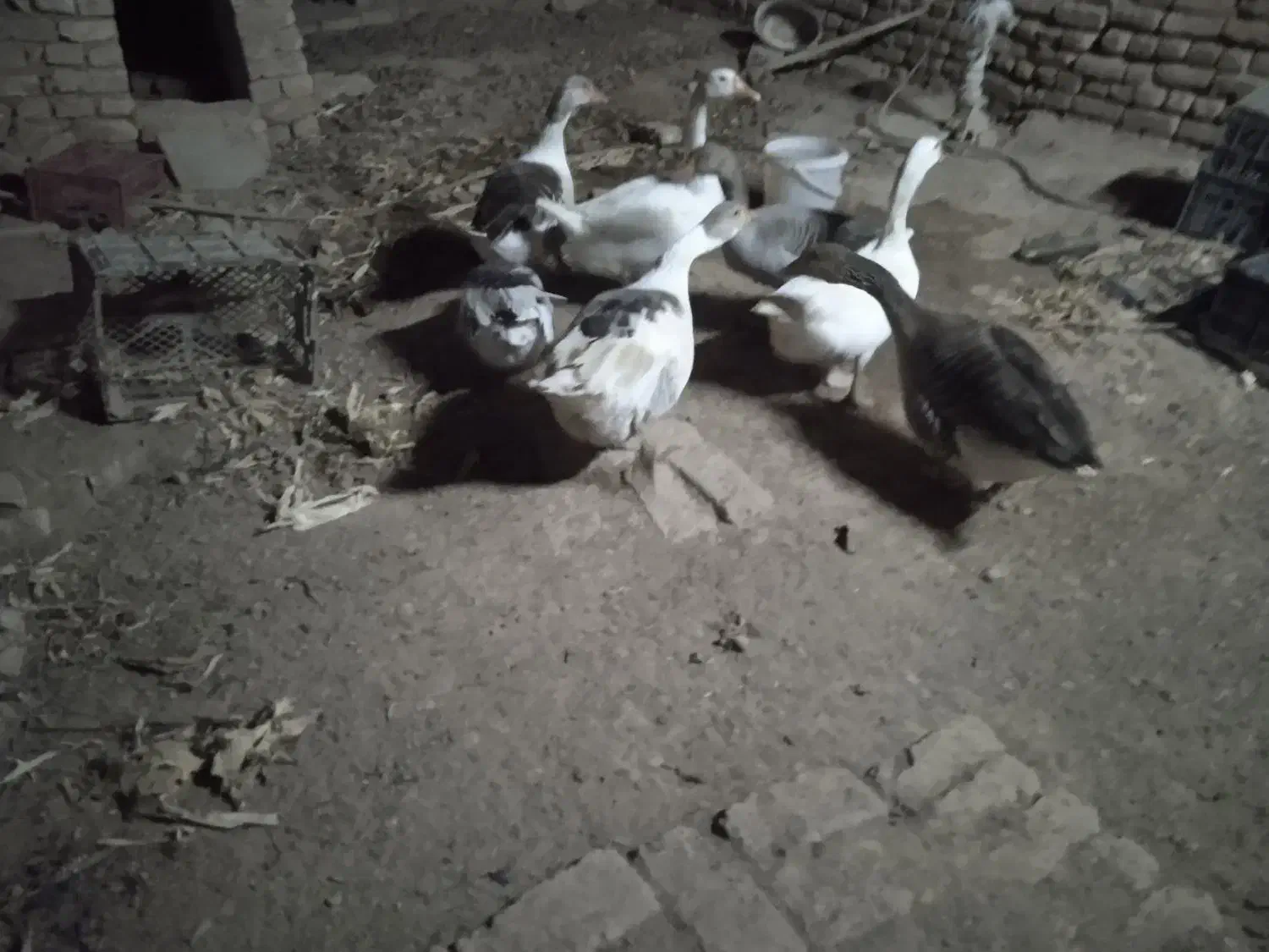 غاز یک ساله .|حیوانات مزرعه|مشهد, كنويست|دیوار