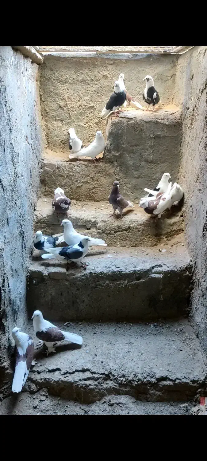 کفتر|پرنده|آران و بیدگل, |دیوار