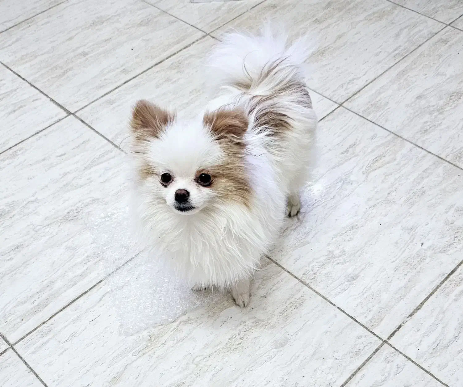 پامر خرسی نر پامرانین عروسکی|سگ|تهران, توحید|دیوار