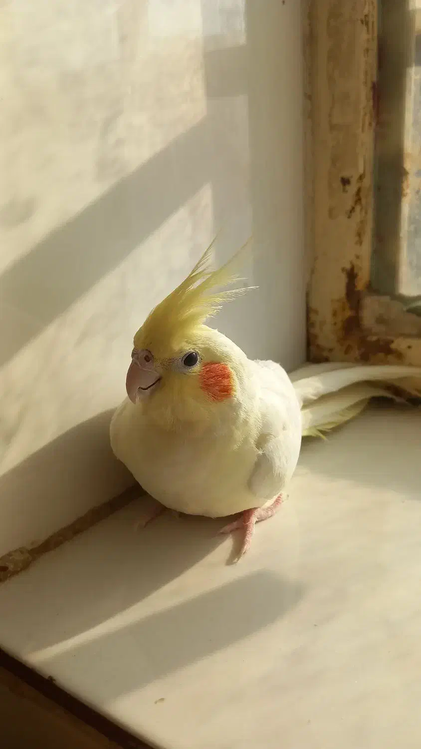 عروس هلندی|پرنده|بجستان, |دیوار