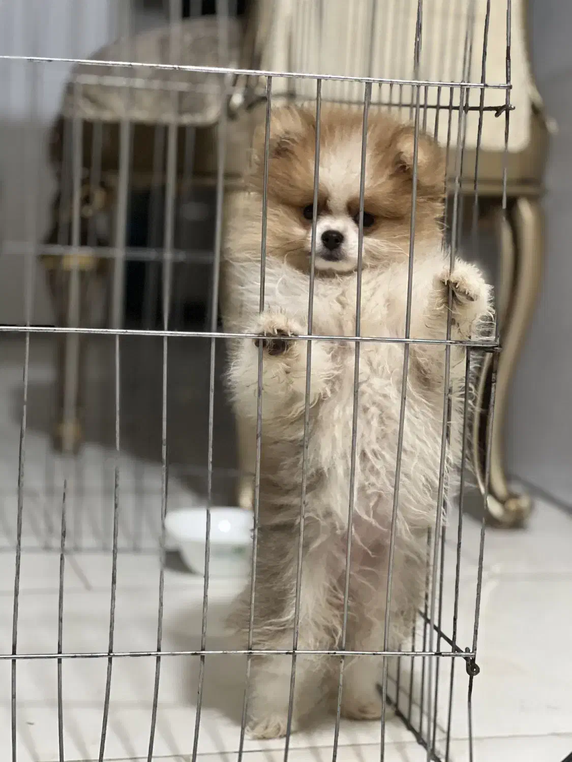 توله پامر خرسی اصیل|سگ|پردیس, فاز ۶|دیوار