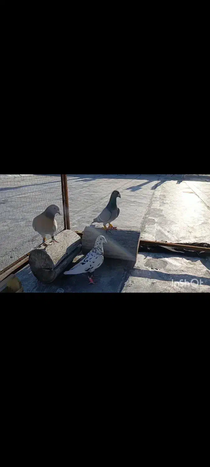 کفتر|پرنده|شیراز, شهرک مهدیه|دیوار