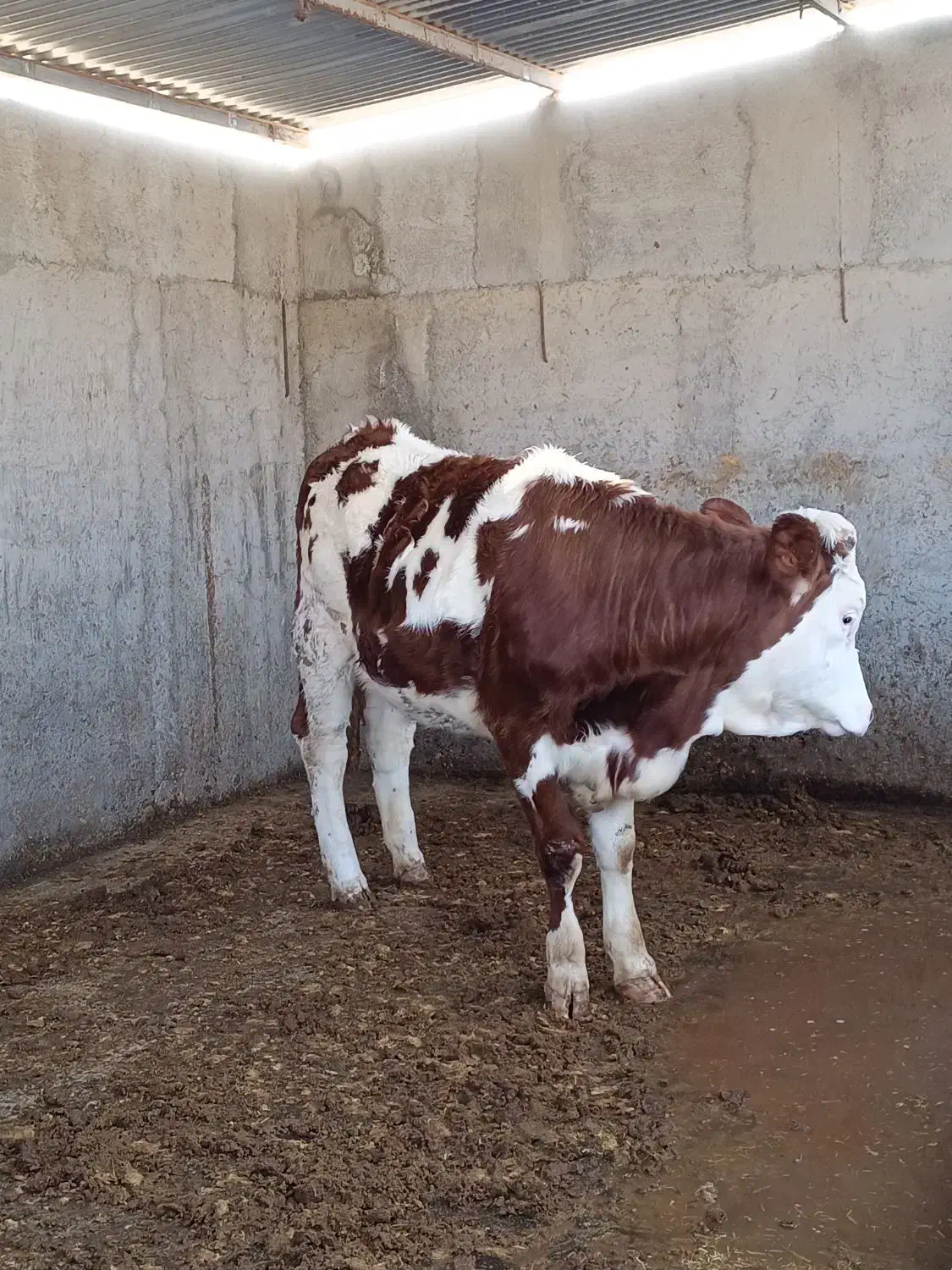 گوساله سیمینتال|حیوانات مزرعه|آق قلا, |دیوار