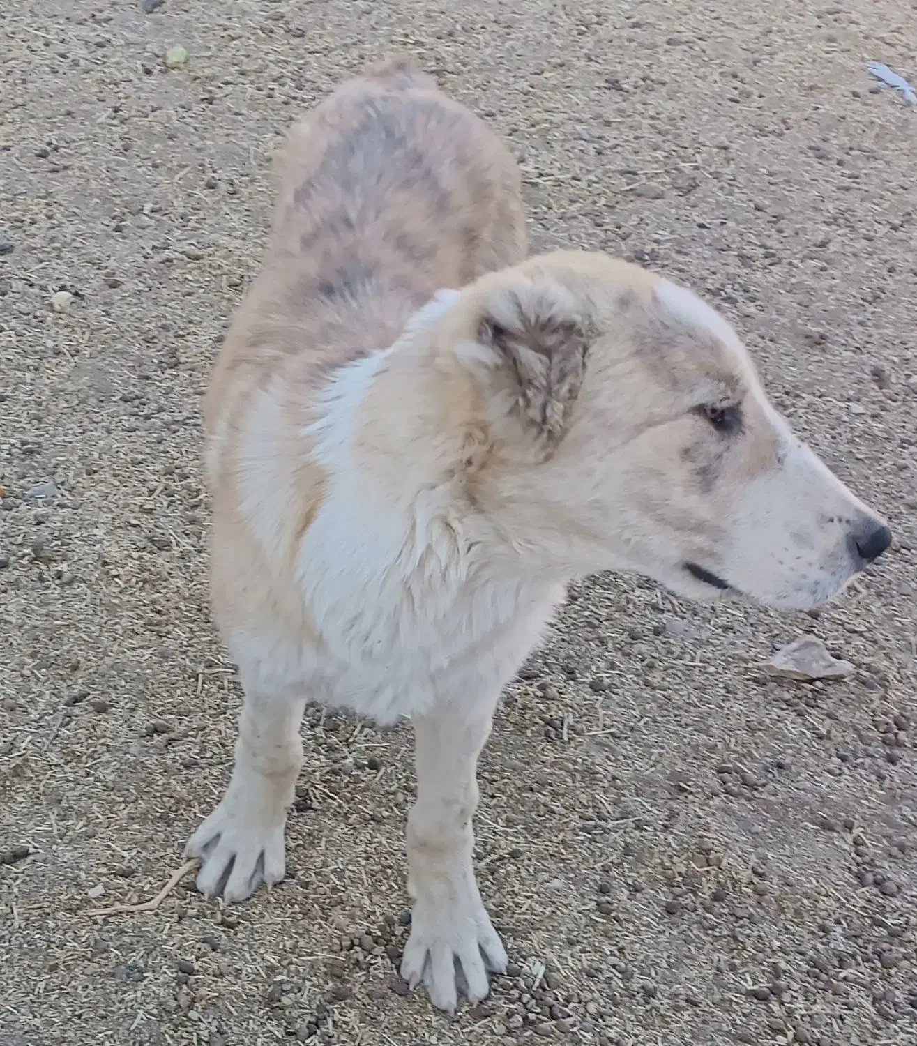 توله سگ|سگ|قائن, |دیوار