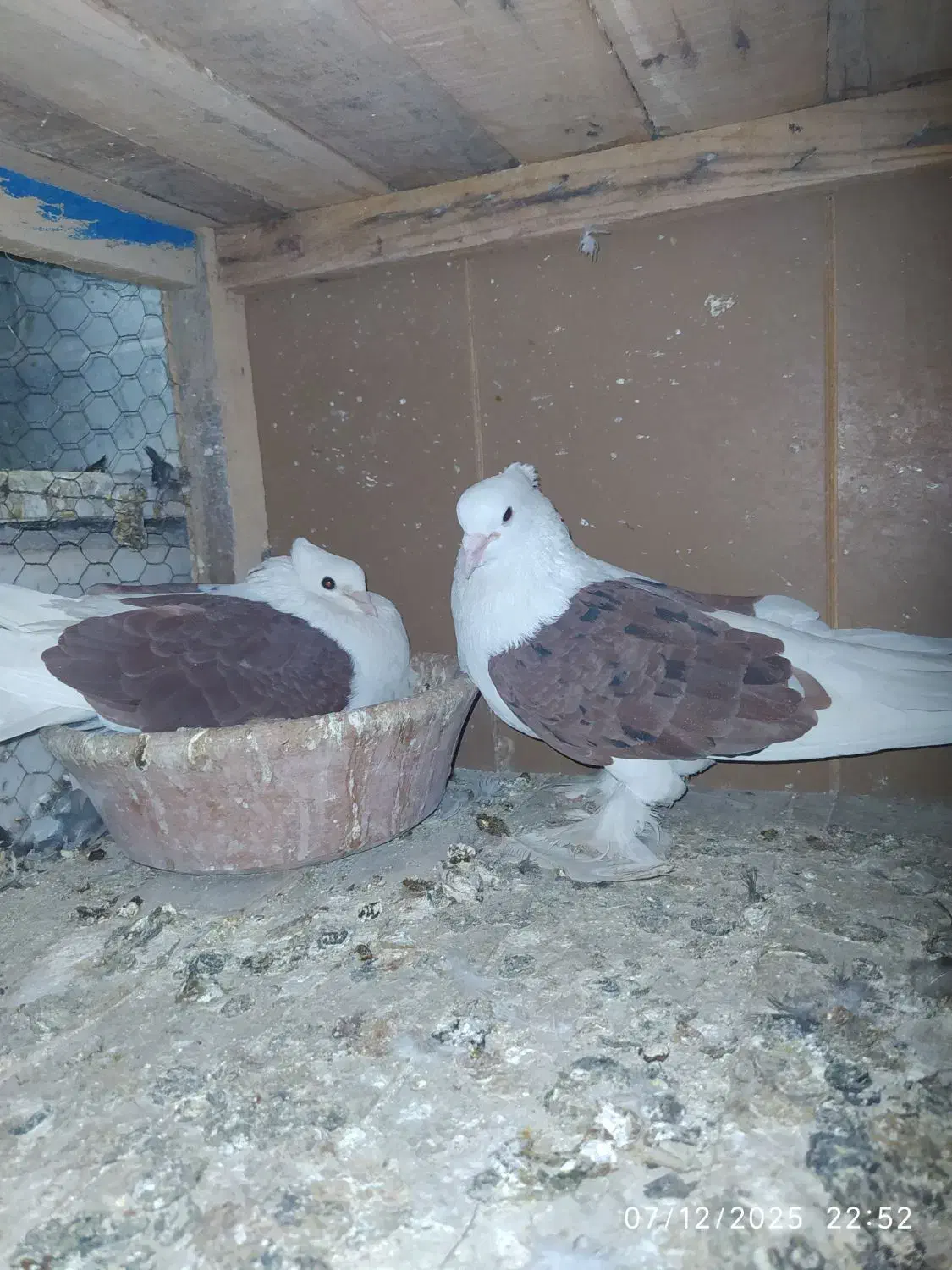 کبوتر|پرنده|قم, زند آباد|دیوار