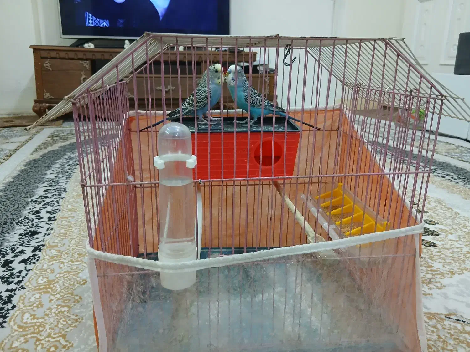 یک جفت مرغ عشق|پرنده|تهران, مسعودیه|دیوار