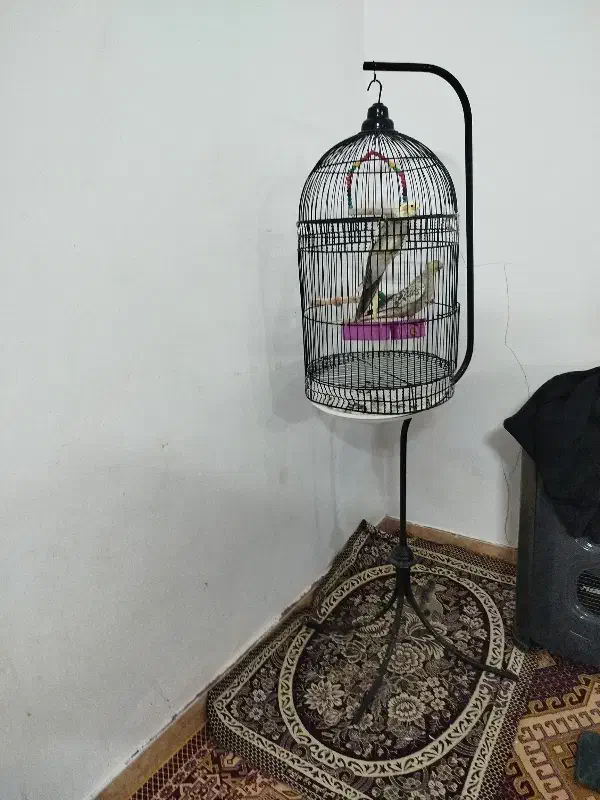 عروس هلندی جفت|پرنده|قم, زند آباد|دیوار