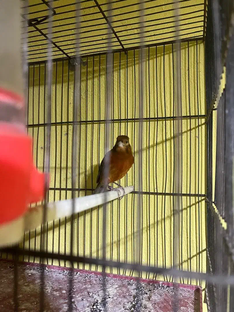 قناری سرخ نر|پرنده|صدرا-فارس, فاز ۱|دیوار